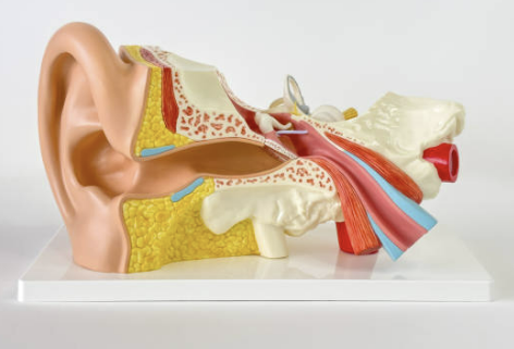 이석증 증상 원인 자가치료법 치료 등 총정리 (24년 Ver)