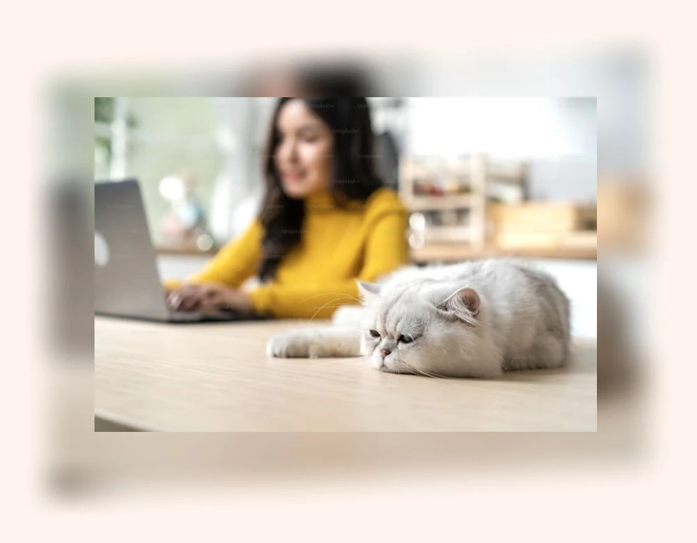 고양이 스트레스 관리_3_subsection