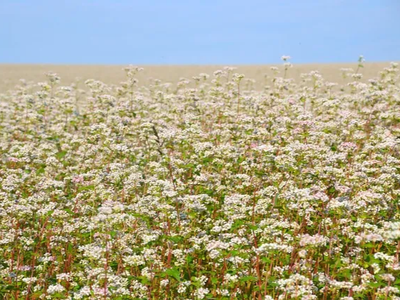건강 기능 곡물인 메밀
