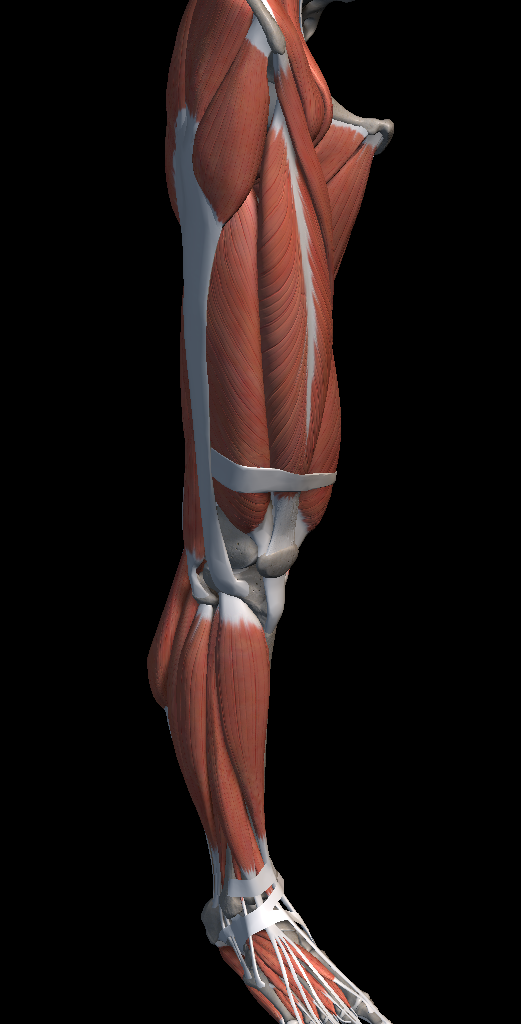 골반 고관절 뚝뚝 소리 나는 이유는?