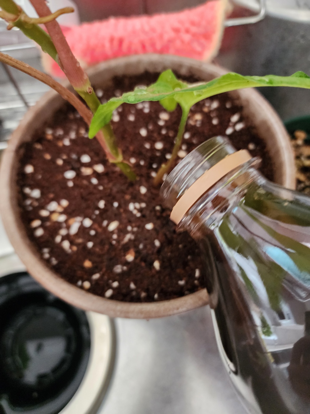 모든식물에 주고있는 잎사랑영양제