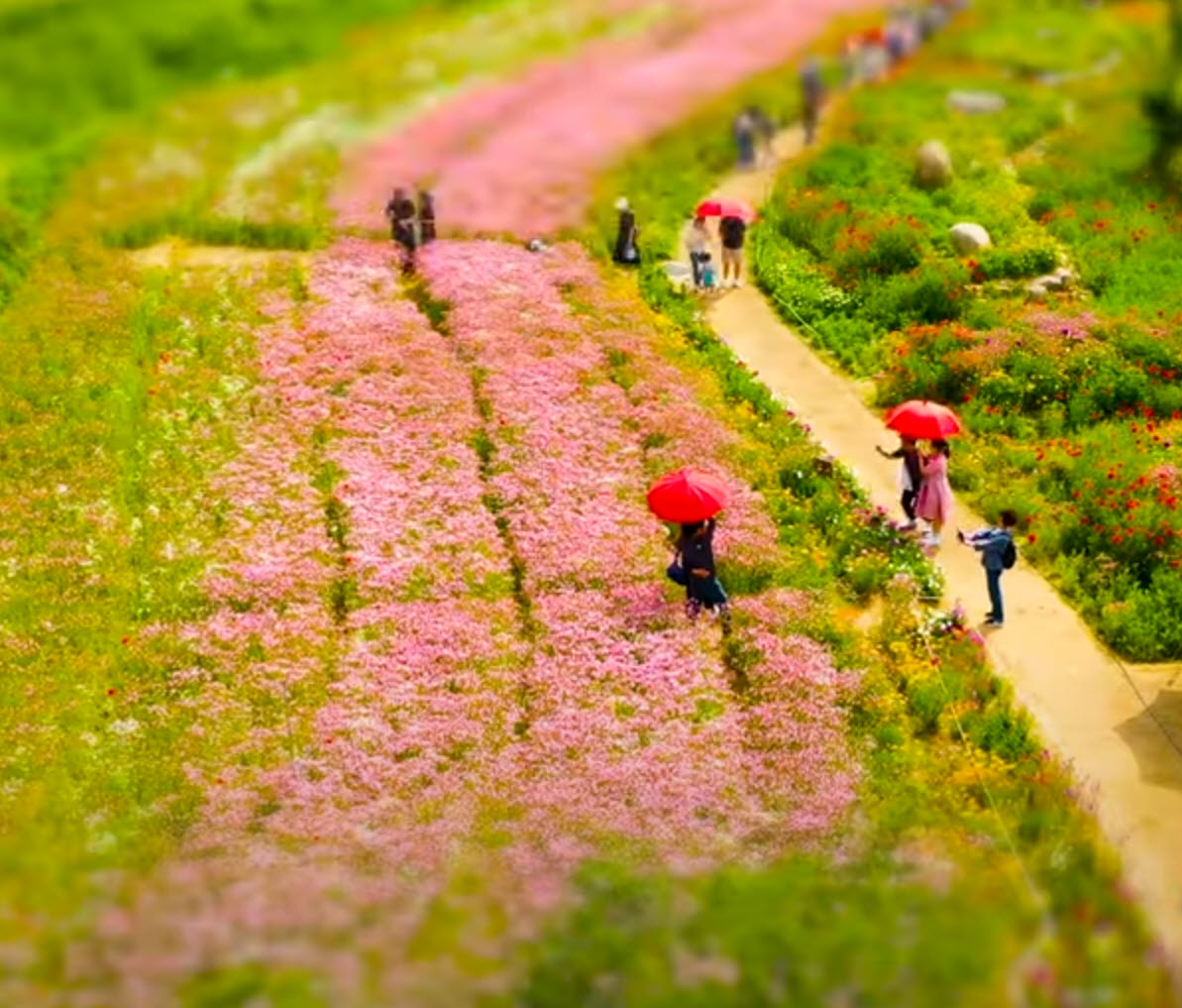 핑크 꽃밭