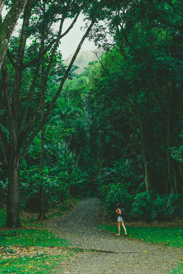 마노아-트레일-사진