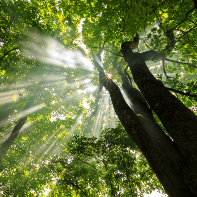 햇살에반짝이는나뭇잎