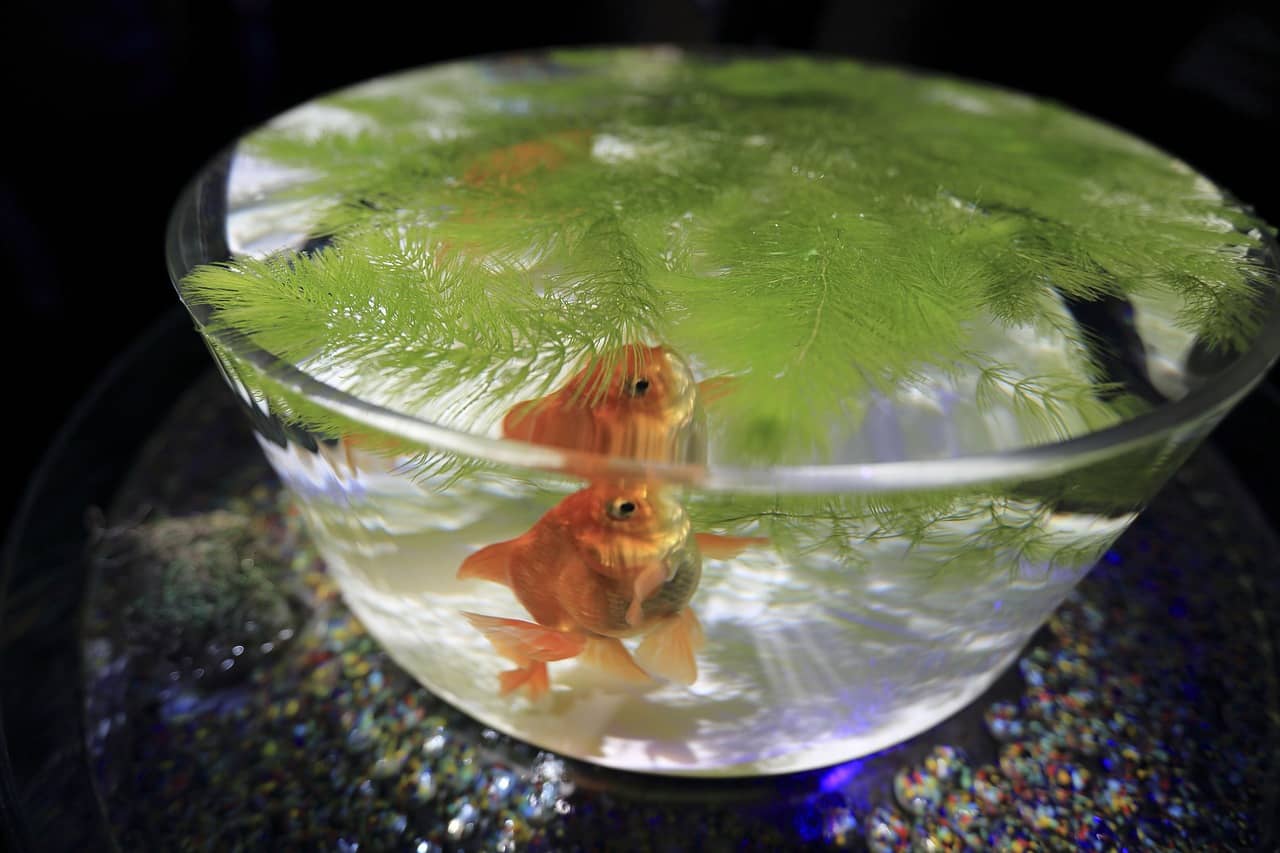 소형어 먹이, 냉동 vs 생먹이 무엇이 더 좋을까요? 영양가 비교부터 보관&middot;해동&middot;오염 방지까지