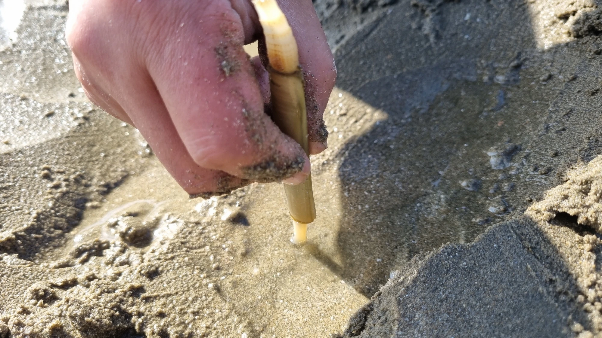 맛조개 당기는 모습