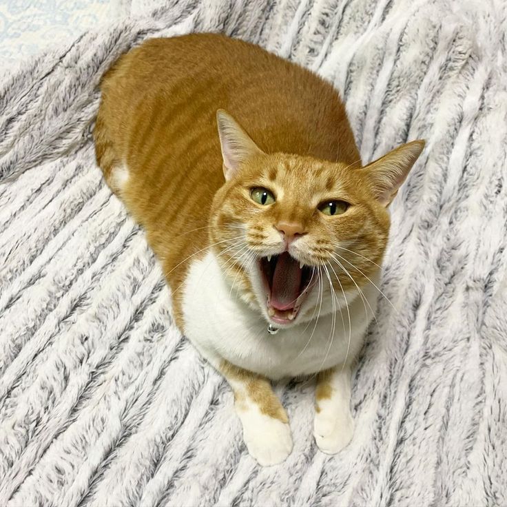 고양이의 이상행동