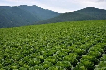 6월에 심는 밭작물 채소_52