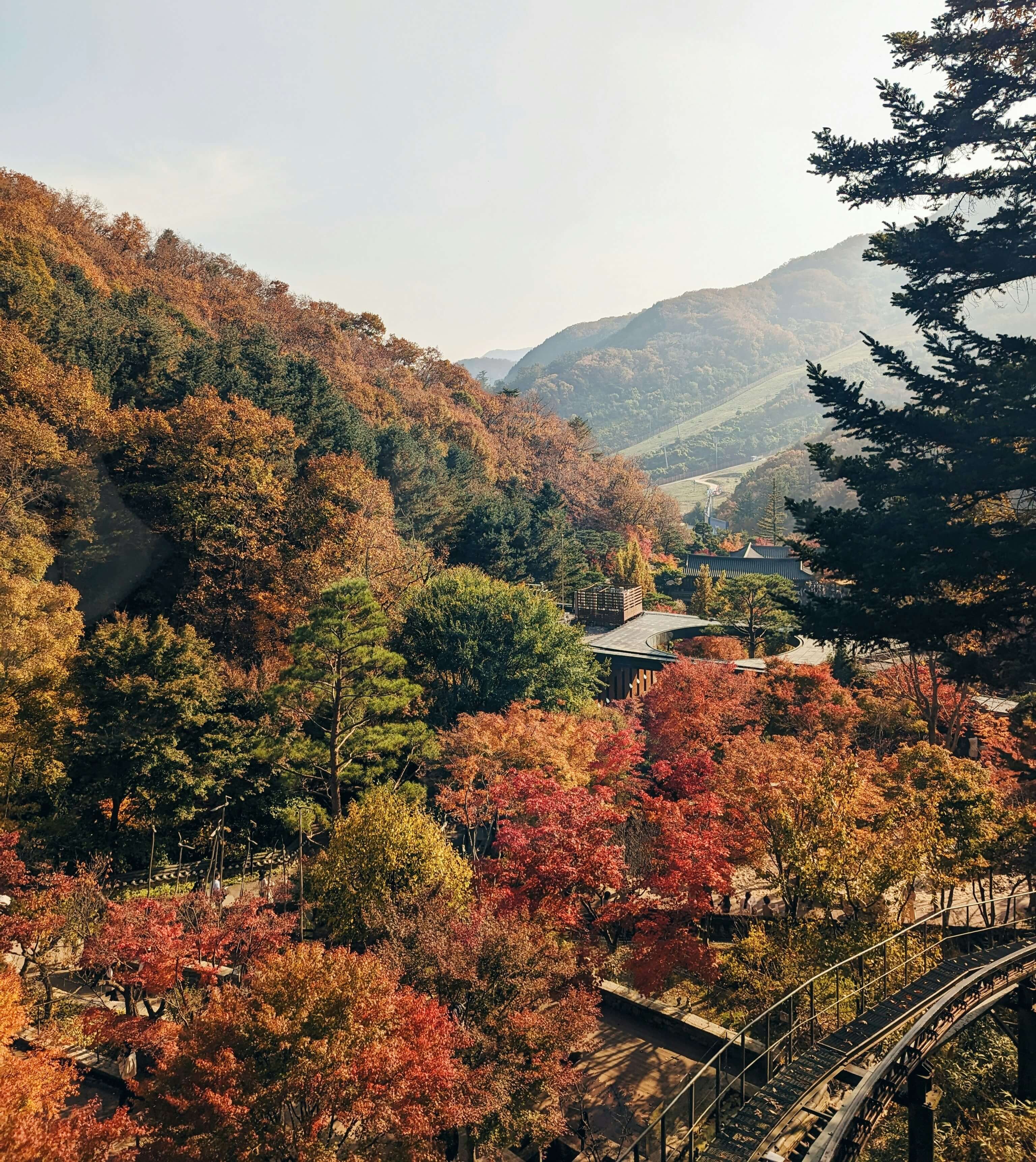 전주 -한옥마을 향교 -은행나무- 2025- 가을- 단풍- 명소 -6