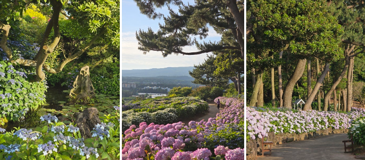 숨도 내 수국 길 사진