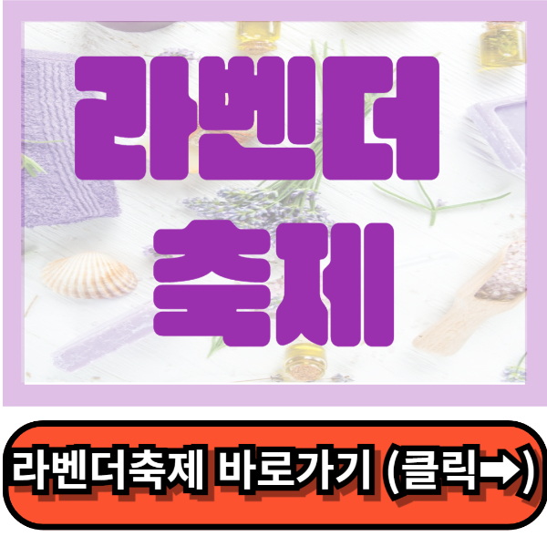 라벤더축제 전국명소 best4 6월추천여행지