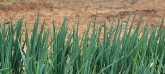 텃밭 대파 키우는 방법 파종 시기_7