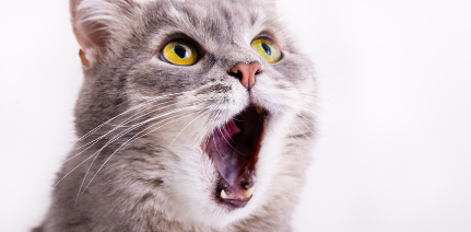입을 활짝 벌리고 있는 고양이.