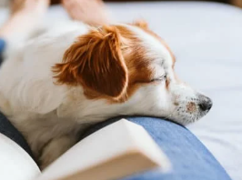 강아지 다리 절뚝거린다면? 이 글 놓치면 수술까지..