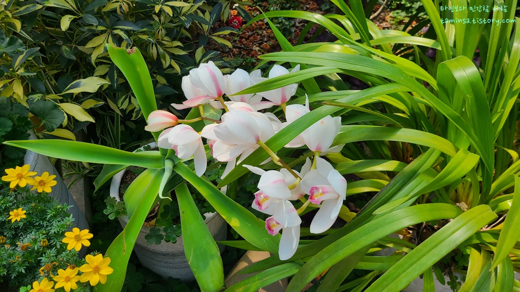 용도수목원-허브식물원