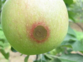 농사 병해충 예방법 진딧물 응애 노균병 탄저병 대처_11