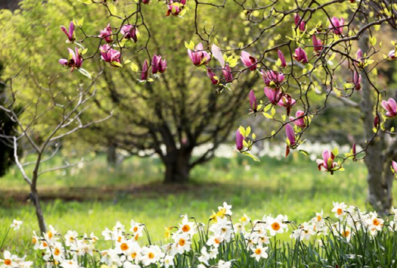 천리포수목원 목련축제