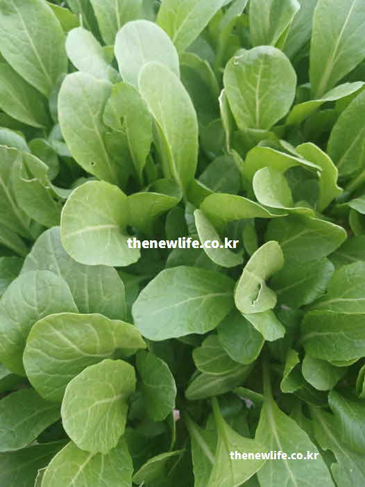 유채 나물 효능 혈액 생성 엽산