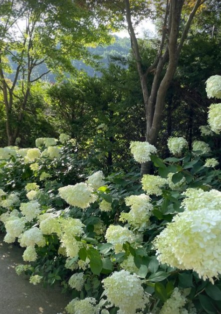 화담숲 수국축제