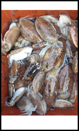 갑오징어-선상낚시