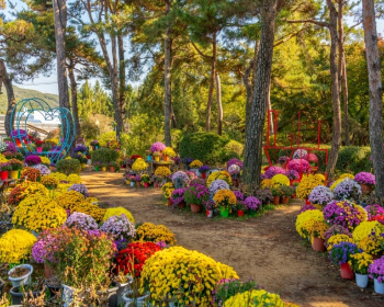 벽초지 수목원 가을꽃 국화축제_9