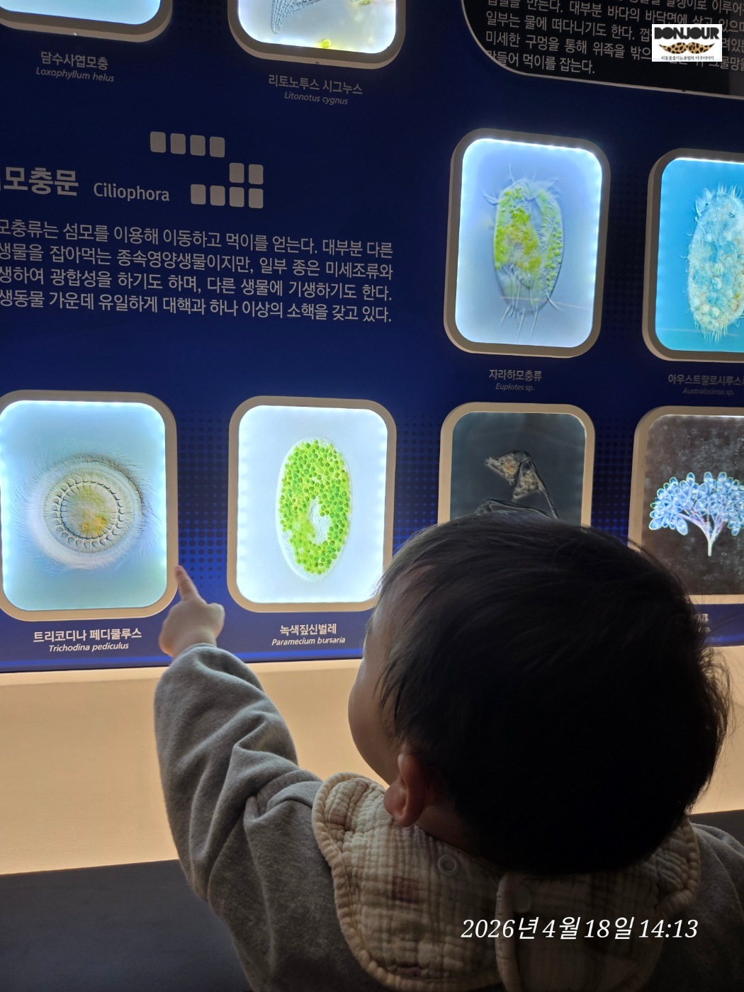 세포 전시된 것을 구경하고 있는 첫째의 모습