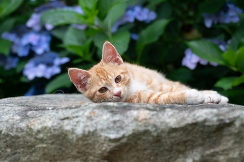 특색 있고 아름다운 민간 정원 30선 추천 여행 - 14. 고성 그레이스 정원