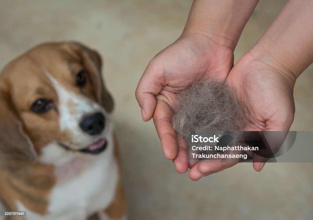 반려동물 털 날림에 고민하는 반려인을 위한 아이템