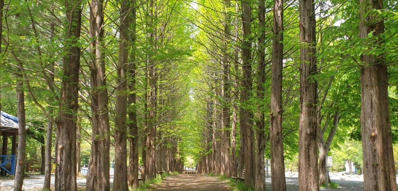 영월-보보스캇-캠핑장의-메타세콰이어-길