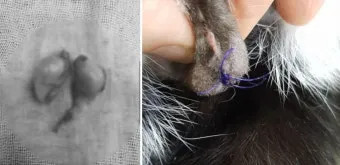 고양이 중성화 비용 수술시기 관리_4