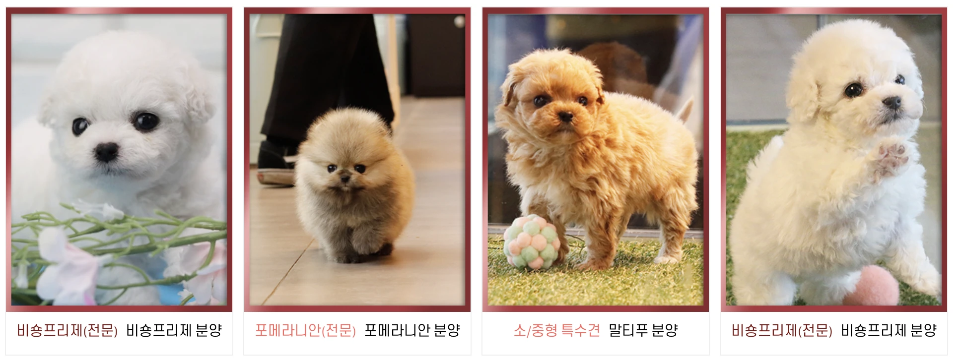 강아지 무료분양