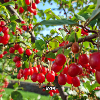 보리수 효능