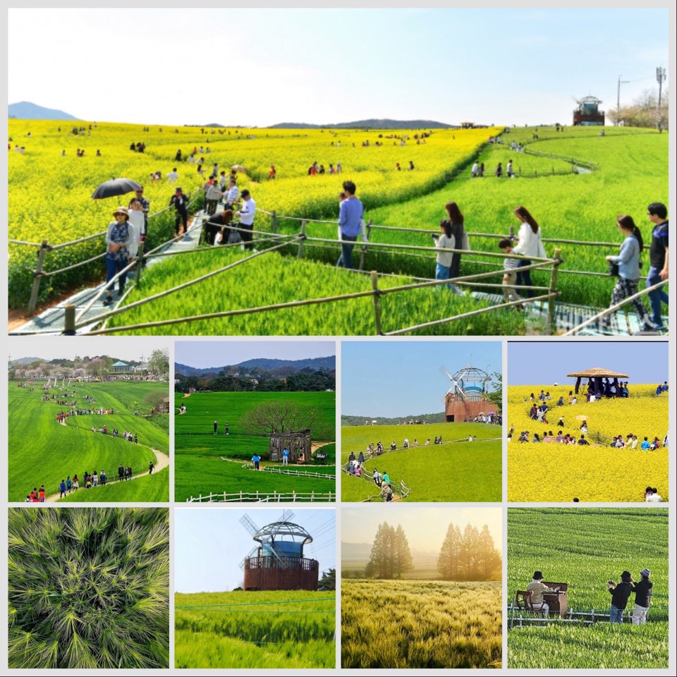 고창 청보리밭 축제 가족 여행지