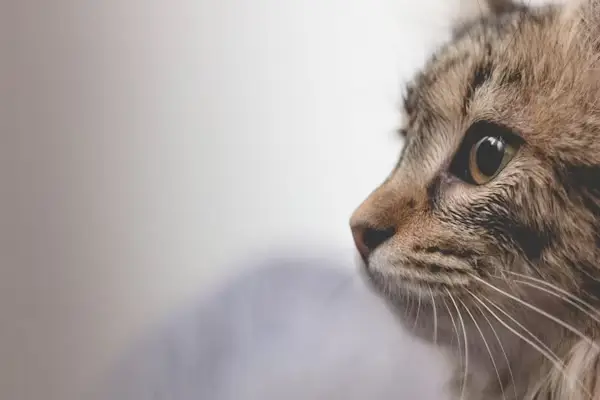 A woman taking a pet food certification course online