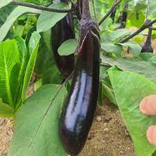 주말농장 작물 모종 추천 BEST 5 - 가지