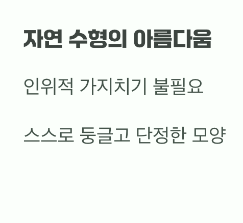 비결 3. 그대로의 멋, '자연스러운 수형'