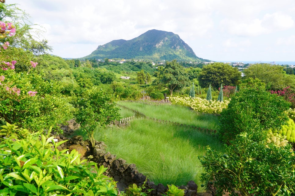 제주 핑크뮬리 명소 마노르블랑