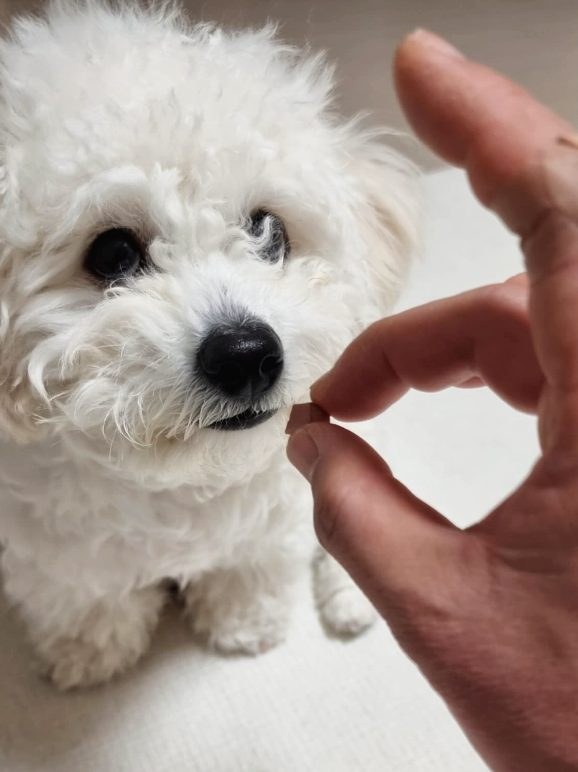 간식 기다리는 강아지 비숑