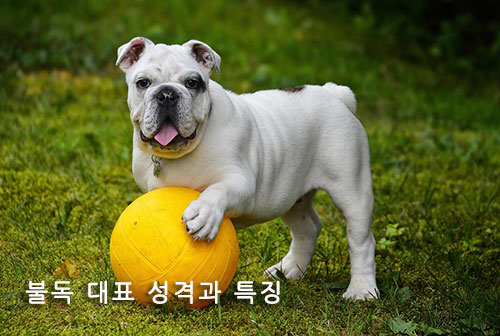 # 불독 대표 성격과 특징

## 강한 인상 속 숨겨진 따뜻한 성격, 불독의 진짜 매력은?

불독은 독특한 외모와 단단한 체구로 강인하고 위압적인 느낌을 주는 대표적인 단두종 견종입니다. 넓은 어깨, 주름진 얼굴, 짧은 주둥이는 불독을 상징하는 특징으로, 한눈에 봐도 쉽게 구분되는 개성이 있습니다. 하지만 많은 사람들이 외모만 보고 불독이 무섭거나 사납다고 오해하곤 합니다. 실제로는 불독은 매우 온순하고 차분하며, 가족에게 충성심이 강한 반려견으로 알려져 있습니다. 투견으로 쓰였던 역사 속 이미지와는 달리, 현대의 불독은 따뜻하고 친근한 성격을 지닌 이상적인 가정견으로 자리 잡았습니다. 이번 글에서는 불독의 대표적인 성격과 특징을 1600자 이상으로 자세히 정리해 보겠습니다.

---

### 차분하고 느긋한 성격

불독은 다른 활발한 견종과 달리 느긋하고 차분한 성격이 가장 큰 특징입니다. 과도하게 흥분하거나 산만하게 움직이는 일이 적고, 대부분의 시간을 조용히 보내는 편입니다. 이런 성향 때문에 활동량이 많은 보호자보다는 여유로운 생활을 원하는 가정에 잘 어울립니다. 특히 아파트나 실내 생활에도 큰 무리 없이 적응할 수 있습니다. 불독은 활발하게 뛰어다니는 대신, 보호자 곁에 누워 휴식을 취하는 것을 좋아하며, 차분한 성격 덕분에 반려인에게 편안한 동반자가 되어 줍니다.

---

### 충성심이 강한 반려견

불독은 체구에 비해 충성심이 깊은 견종으로 유명합니다. 보호자와의 유대감을 무엇보다 소중히 여기며, 항상 가까이 머무르려는 경향이 있습니다. 낯선 사람이나 환경에서는 경계심을 드러낼 수 있지만, 보호자가 곁에 있으면 안정감을 찾고 차분해집니다. 충성심이 강한 만큼 보호자와 함께 있는 시간이 많아야 하며, 장시간 혼자 두면 외로움을 느낄 수 있습니다. 이러한 성향 덕분에 불독은 단순한 반려견을 넘어 든든한 가족 구성원으로 자리 잡습니다.

---

### 아이들과도 좋은 친구

불독은 어린아이들과도 잘 어울리는 성격을 가지고 있습니다. 인내심이 많고 공격적인 성향이 거의 없어 아이들의 장난이나 다소 거친 행동에도 잘 참아주는 편입니다. 또한 아이들이 안기거나 쓰다듬는 것을 좋아해 자연스럽게 좋은 친구가 됩니다. 물론 체구가 무겁고 힘이 있기 때문에 어린아이와 함께할 때는 보호자의 주의가 필요하지만, 성격 자체는 온화하여 가족 단위에서 키우기에 적합한 견종이라 할 수 있습니다.

---

### 은근한 고집스러움

불독은 온순하지만 의외로 고집이 강한 면이 있습니다. 자신이 하고 싶지 않은 행동에는 쉽게 따르지 않고 버티는 경우가 많습니다. 이 때문에 훈련 과정에서 어려움을 겪는 경우도 있지만, 불독은 긍정적인 보상 훈련에 잘 반응합니다. 칭찬이나 간식을 활용하면 금방 학습할 수 있으며, 인내심 있게 훈련하면 충성심과 애정을 기반으로 주인의 명령을 잘 따르는 반려견이 될 수 있습니다.

---

### 낮은 활동량과 생활 패턴

불독은 높은 활동량을 요구하지 않는 견종입니다. 짧은 산책과 가벼운 놀이 정도로 충분히 만족하며, 대부분의 시간을 차분히 보냅니다. 하지만 활동량이 적다고 해서 완전히 움직이지 않아도 된다는 것은 아닙니다. 불독은 비만에 취약하기 때문에 적당한 운동과 식단 조절이 필요합니다. 활동량이 적은 편이라 관리가 소홀하면 쉽게 체중이 늘어나 건강에 문제가 생길 수 있으므로 보호자의 꾸준한 관심이 필수입니다.

---

### 건강과 관리의 중요성

불독은 단두종으로 분류되며, 짧은 주둥이 때문에 호흡기 문제를 겪을 수 있습니다. 특히 더운 날씨나 과도한 운동은 호흡 곤란을 유발할 수 있으므로 주의해야 합니다. 또한 피부에 주름이 많아 세균 번식이 쉬워 청결 관리가 필요하며, 체중이 쉽게 늘어나는 특성상 비만 관리가 중요한 포인트입니다. 보호자가 세심하게 관리해 준다면 불독은 오랫동안 건강하게 함께할 수 있습니다.

---

### 불독의 성격과 특징 요약

❘ 구분 ❘ 특징 ❘
❘ ------ ❘ -------------------------- ❘
❘ 성격 ❘ 온순, 차분, 충성심 강함, 고집스러움 ❘
❘ 장점 ❘ 가족 친화적, 아이들과 잘 어울림, 낮은 활동량 ❘
❘ 단점 ❘ 호흡기·피부 질환 취약, 분리불안 가능성 ❘
❘ 관리 포인트 ❘ 체중 조절, 주름 청결, 무리한 운동 피하기 ❘

---

### 결론: 강한 외모, 따뜻한 마음의 반려견

불독은 외모만 보면 무섭고 거칠 것 같지만, 실제로는 다정하고 차분한 성격을 가진 매력적인 반려견입니다. 강한 충성심과 온화한 태도 덕분에 아이들과도 잘 지내며, 가정에서 훌륭한 동반자가 됩니다. 다만 고집스러운 성향과 건강 관리가 필요한 부분이 있어 보호자의 꾸준한 관심과 사랑이 필요합니다. 불독은 단순한 반려견을 넘어, 가족에게 든든한 친구이자 평생을 함께할 소중한 존재로 자리 잡을 수 있습니다.

---

\#불독성격 #불독특징 #반려견성격 #가족반려견 #단두종특징 #불독매력

불독성격, 불독특징, 반려견성격, 가족견, 불독관리