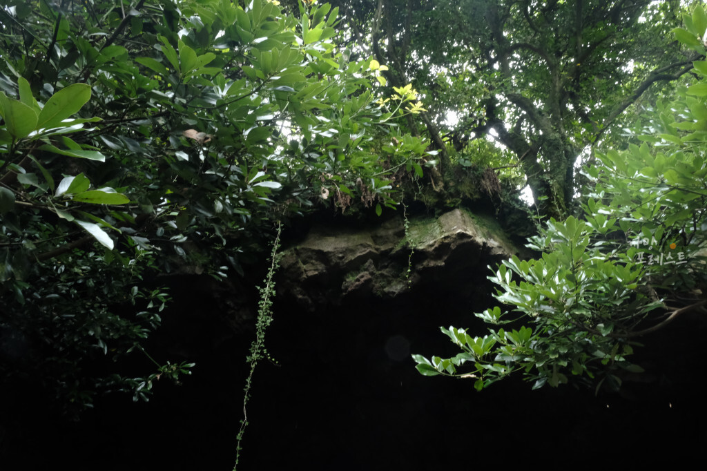 성읍 녹차 동굴 분위기