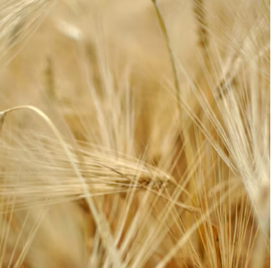 카무트 효소 효능 및 먹는법 총정리