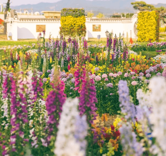 곡성 세계 장미 축제 일정 2024&amp;#44; 초대가수 라인업부터 여행 Tip까지 총정리