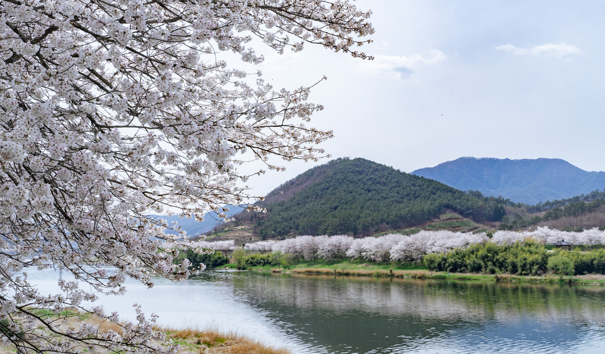 300리 섬진강 벚꽃길1