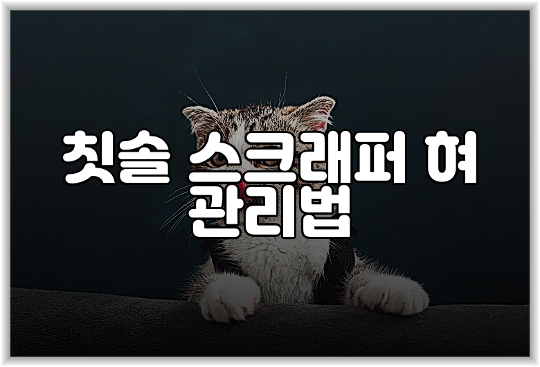 칫솔 스크래퍼 혀 관리법
