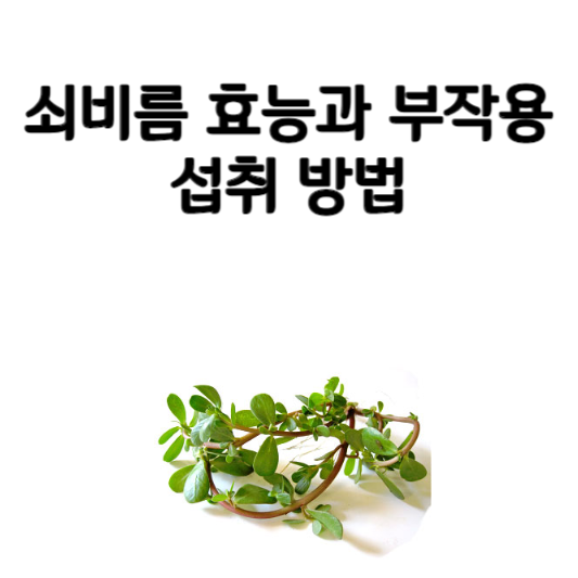 쇠비름 효능과 부작용 및 섭취 방법