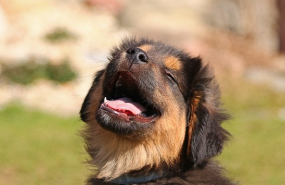 여름철 강아지 산책 적정 시간, 주의사항 정리(강아지 사람 온도차이)