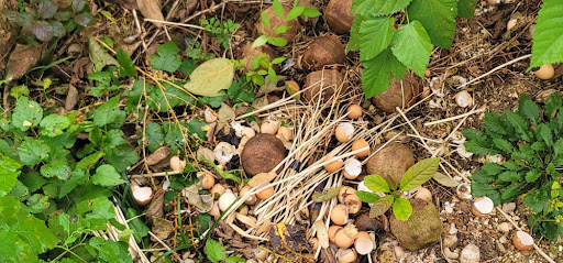 낙엽과 달걀껍질, 코코넛 껍질 그리고 다른 음식물 쓰레기 등이 바닥에 쌓여 있고 주변에 잡초가 나 있는 모습