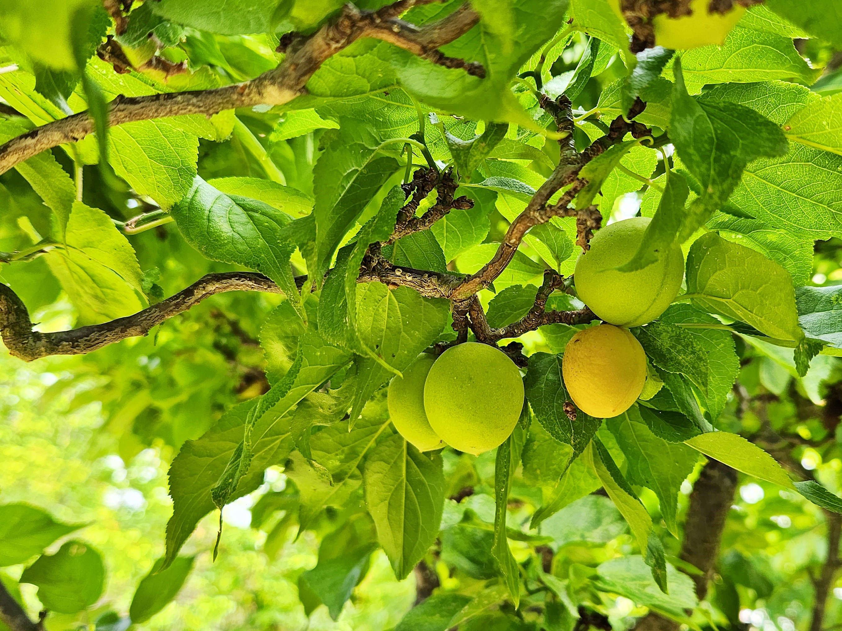 운용매