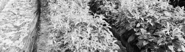 참깨 재배법: 밭 만들기