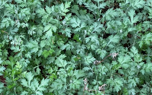 3월에 먹으면 좋은 제철 음식(봄철 음식) - 쑥 편 (효능, 쑥이 들어가는 음식)